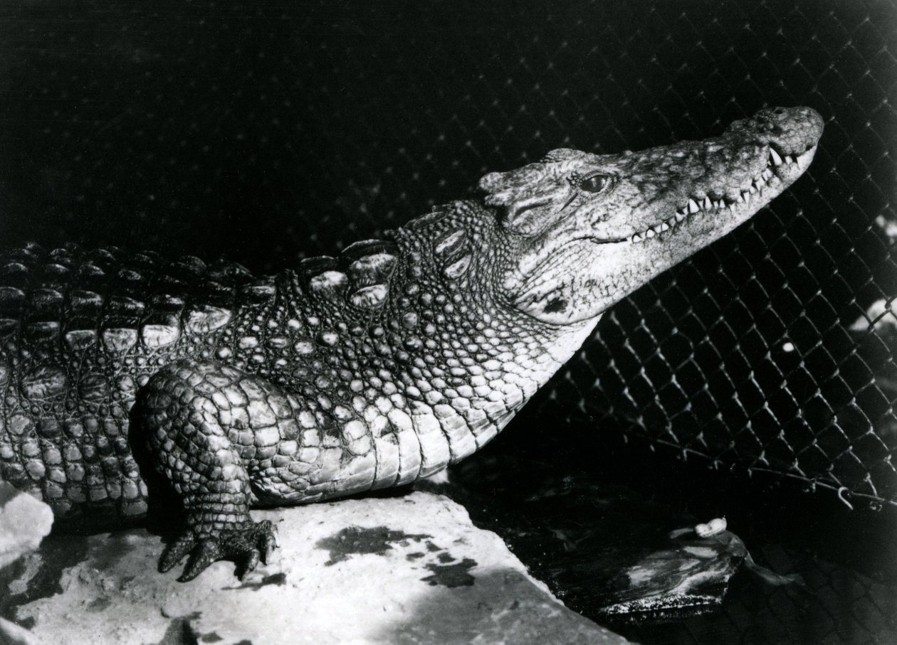 Un caimán americano en el Zoológico de Londres en septiembre de 1924 de Frederick William Bond