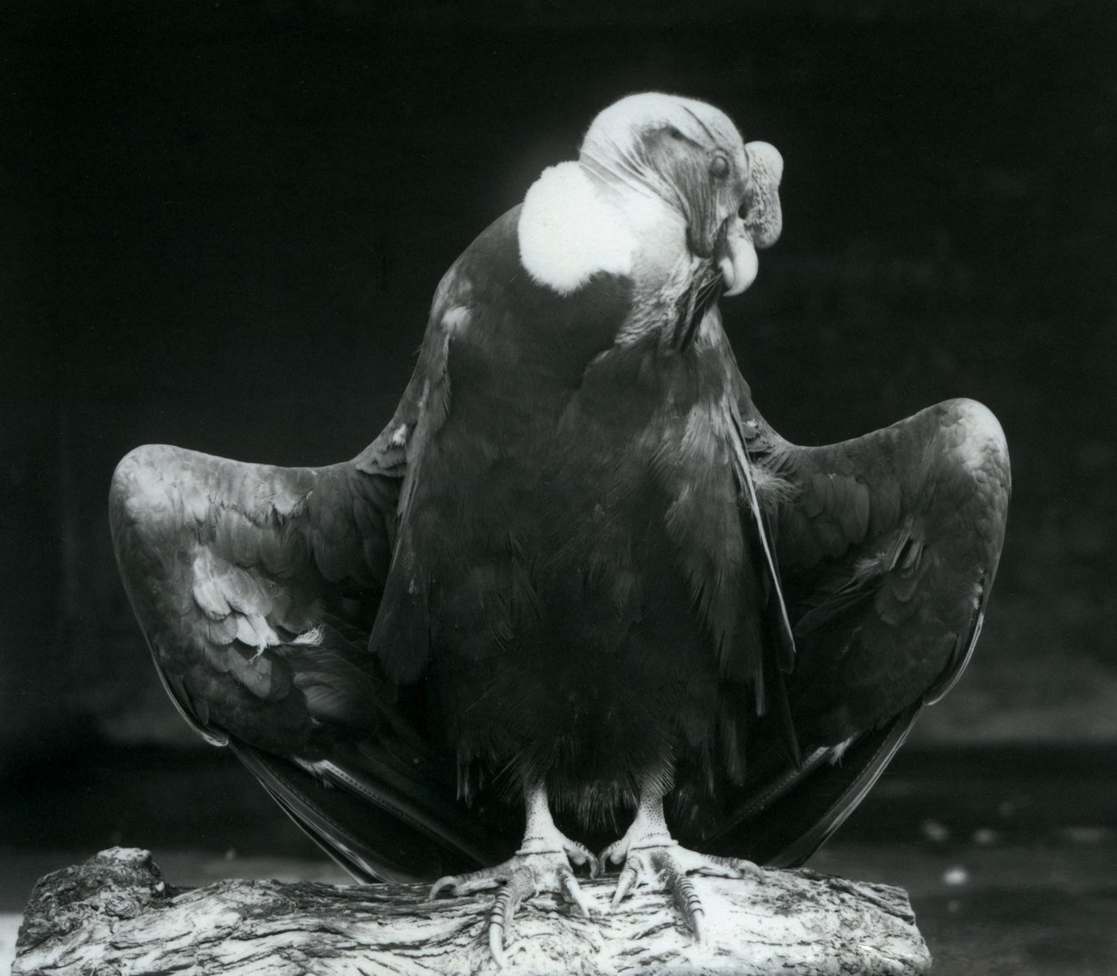 Un cóndor andino descansando en un tronco, Zoológico de Londres, 1925 de Frederick William Bond