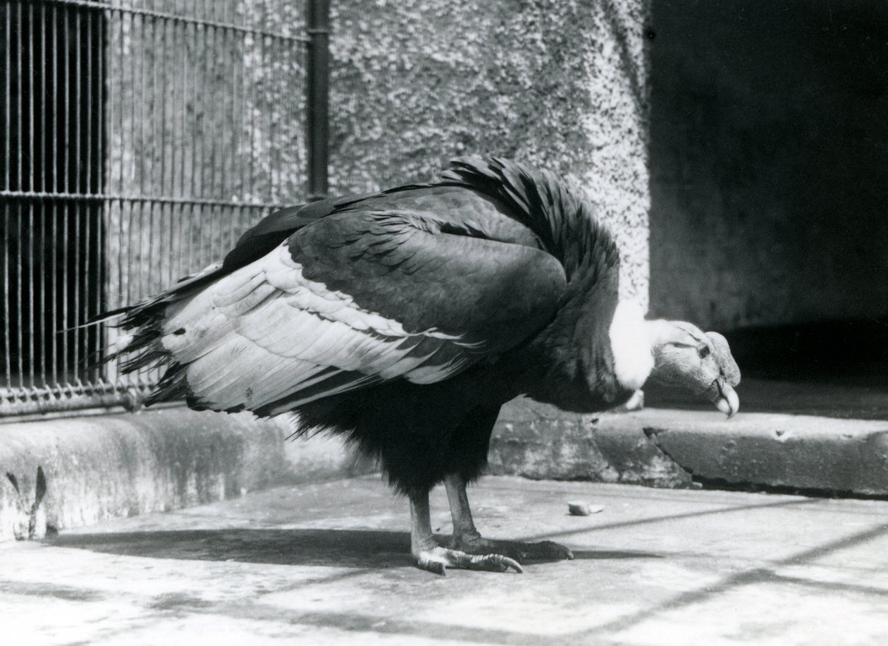Un buitre andino de pie en el suelo de su recinto en el Zoológico de Londres en julio de 1925 de Frederick William Bond