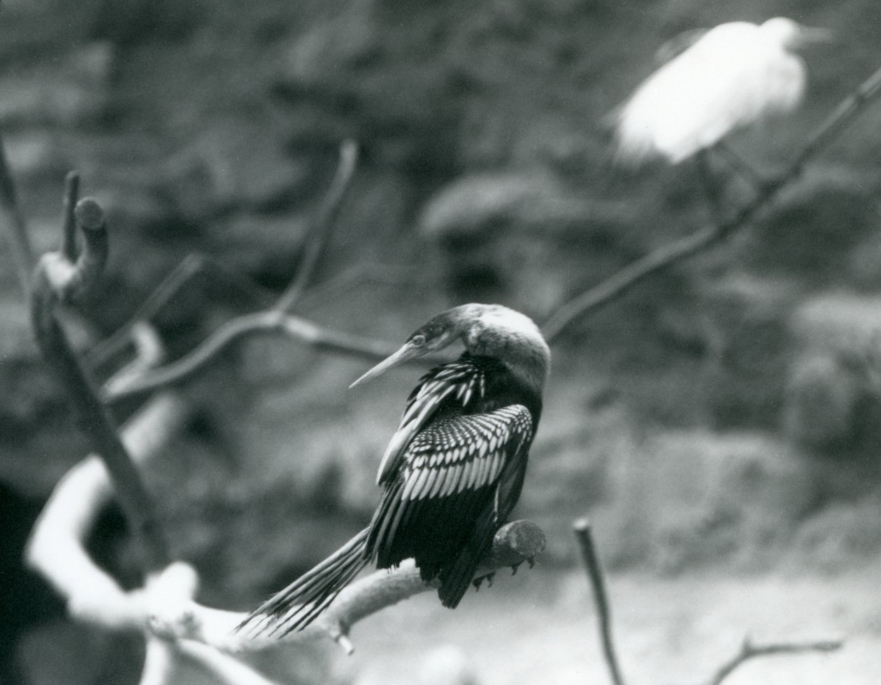 Un anhinga sentado en una rama en el Zoológico de Londres en septiembre de 1927 de Frederick William Bond