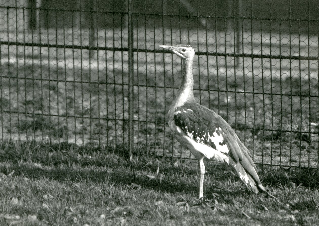 Una avutarda árabe de pie en su recinto en el Zoológico de Londres, 1924 de Frederick William Bond