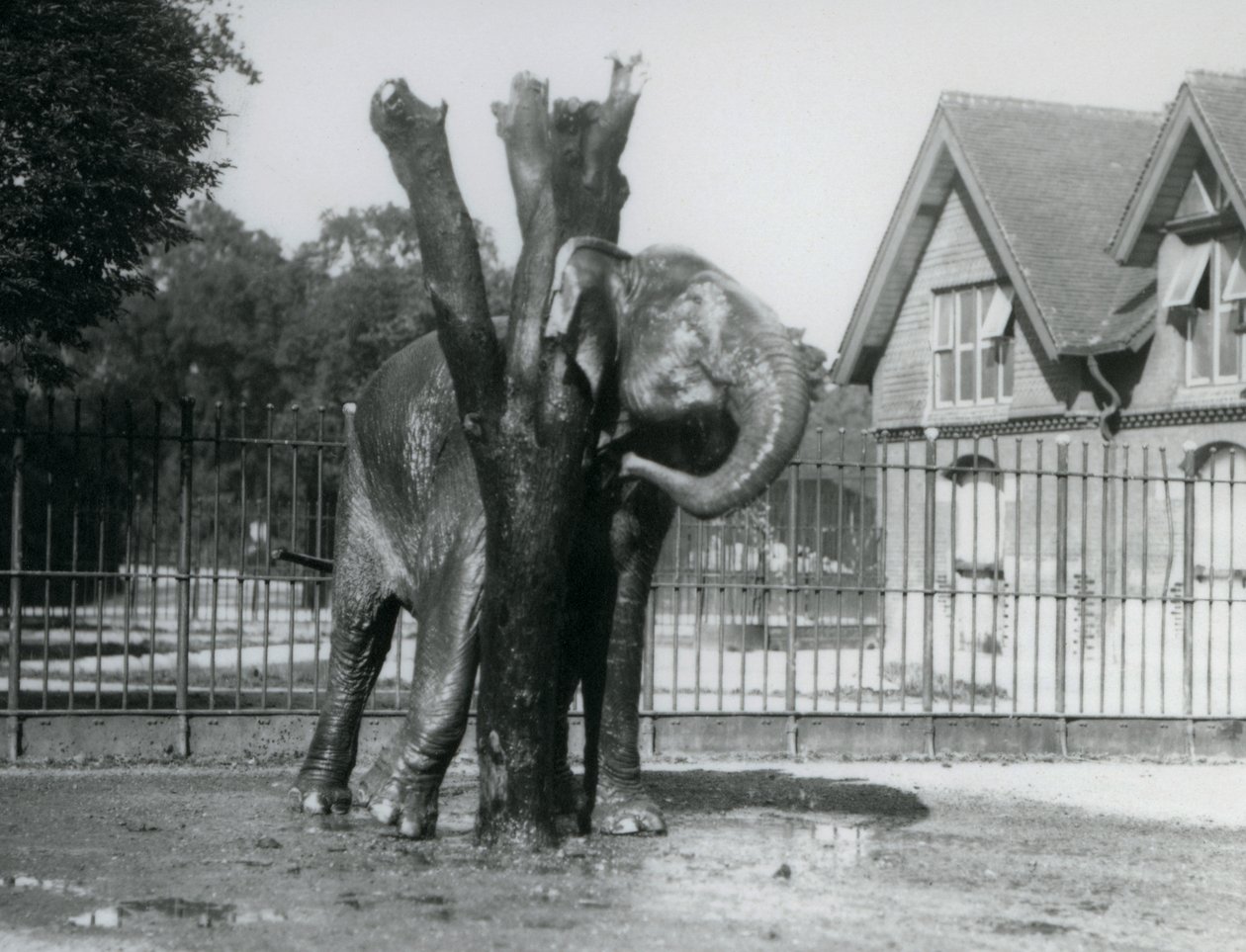 Un Elefante Asiático rascándose detrás de la oreja en el poste de rascado, en su recinto, Zoológico de Londres de Frederick William Bond