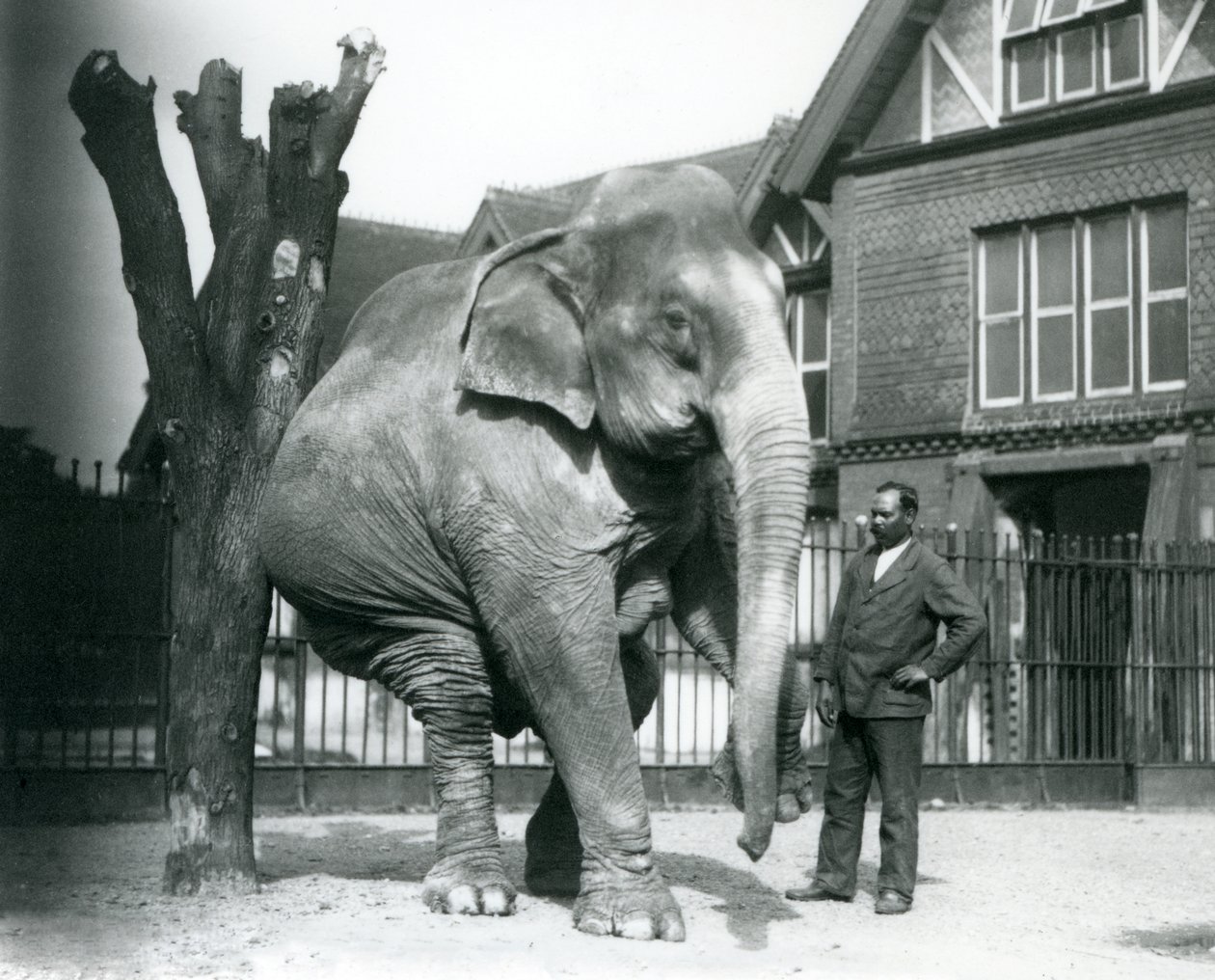 Un Elefante Asiático rascándose contra un árbol muerto, mientras se equilibra sobre tres patas, con su entrenador, Syed Ali, observando, Zoológico de Londres de Frederick William Bond