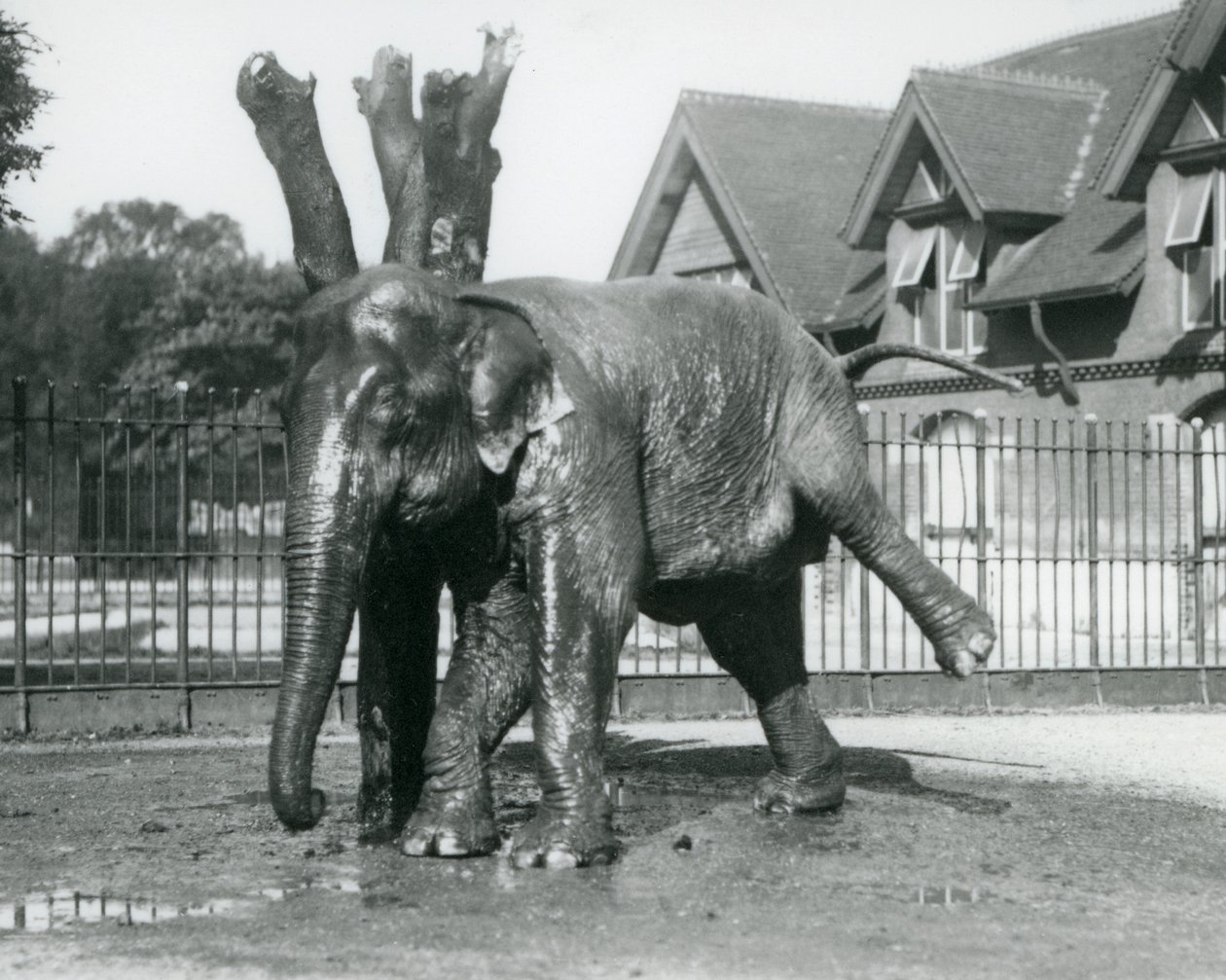 Un elefante asiático rascándose contra un árbol muerto, mientras se equilibra en tres patas, Zoológico de Londres de Frederick William Bond