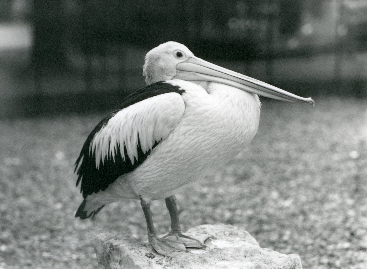 Un Pelícano Australiano posado en una piedra en el Zoológico de Londres en 1929 (foto en blanco y negro) de Frederick William Bond