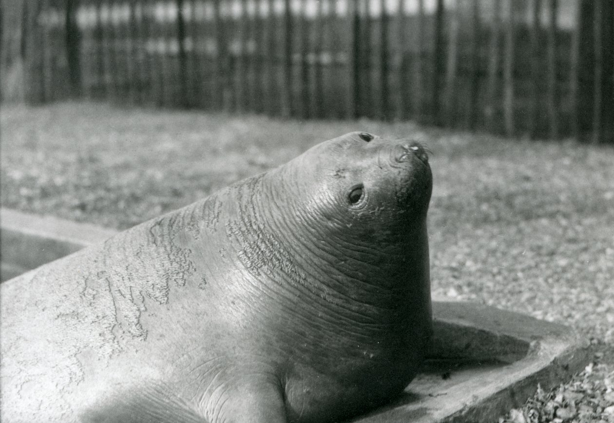 Un elefante marino descansando en su piscina en el Zoológico de Londres en 1930 de Frederick William Bond