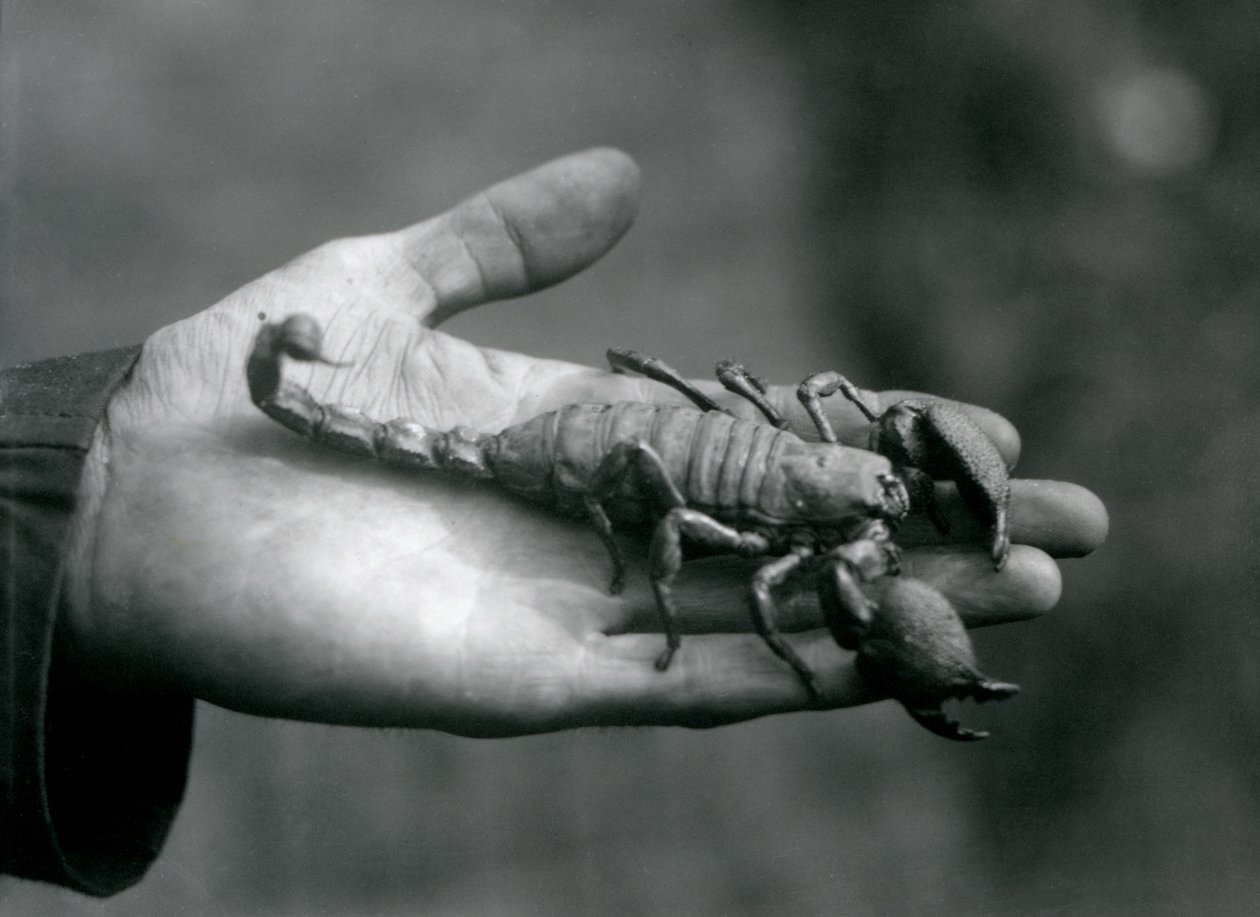 Un escorpión emperador sostenido en la palma de la mano de un cuidador, Zoológico de Londres, octubre de 1925 de Frederick William Bond