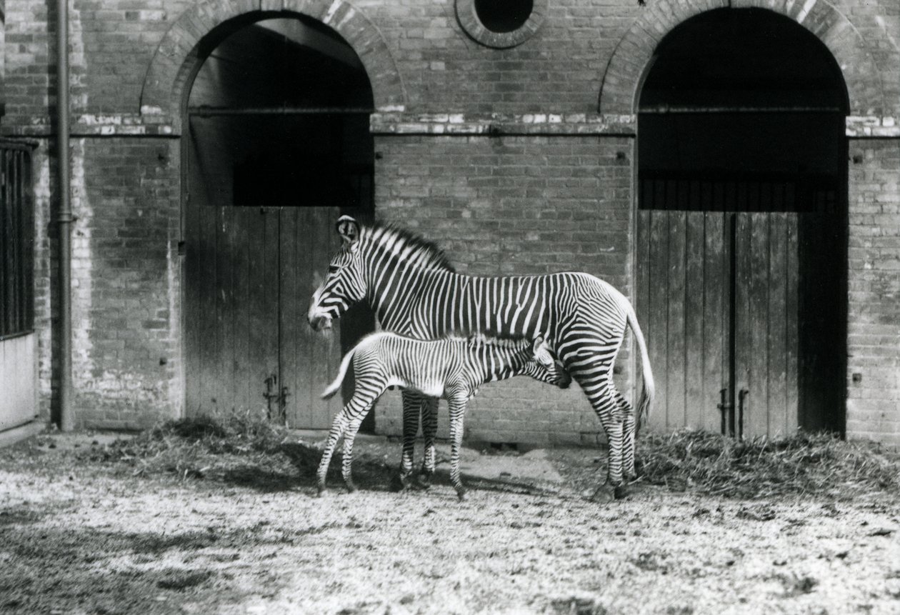 Una Cebra Imperial de Grevy en Peligro, alimentando a su potro de 4 días, en su corral en el Zoológico de Londres en agosto de 1927 de Frederick William Bond