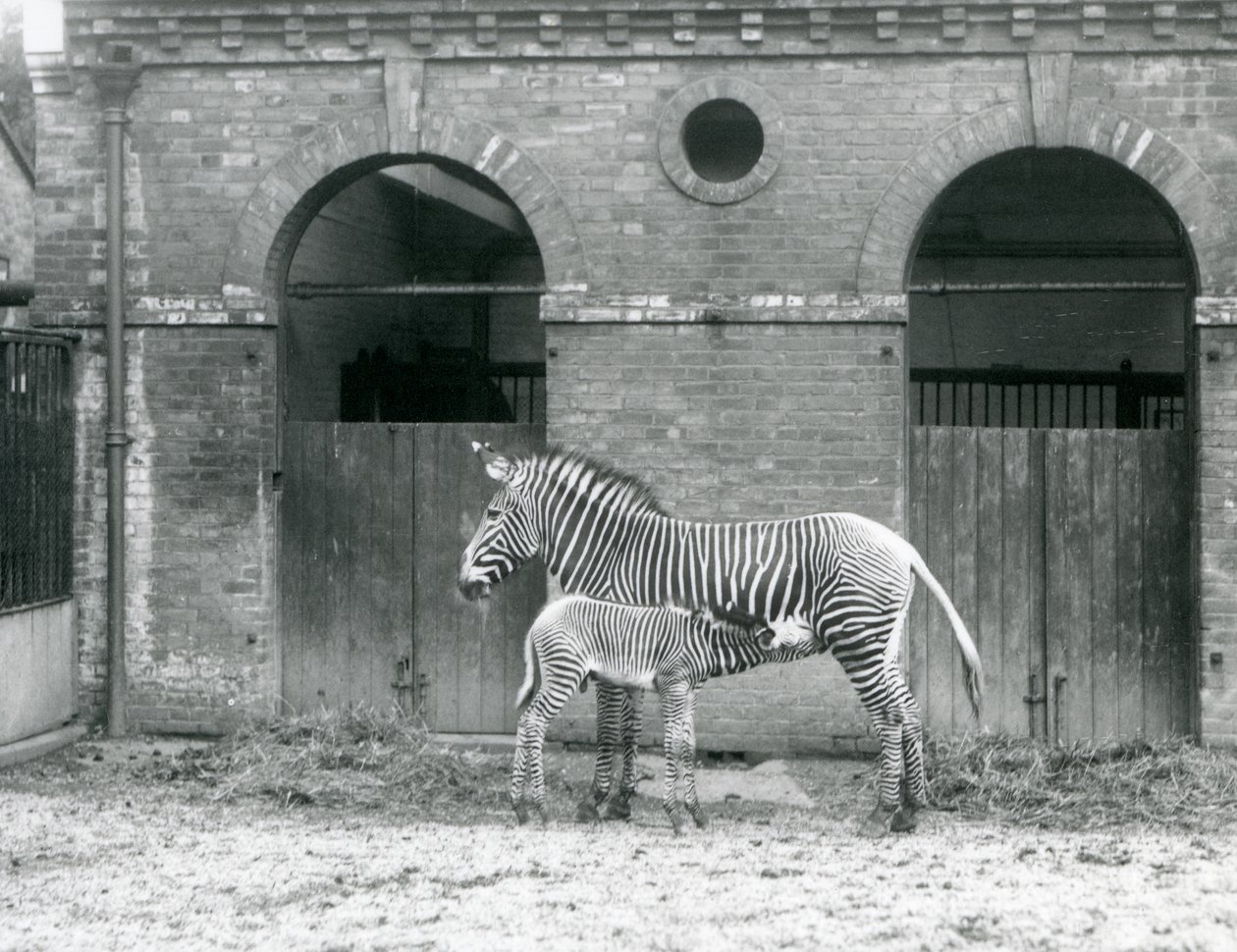 Una cebra de Grevy en peligro de extinción alimentando a su cría, en su corral en el Zoológico de Londres en 1927 de Frederick William Bond