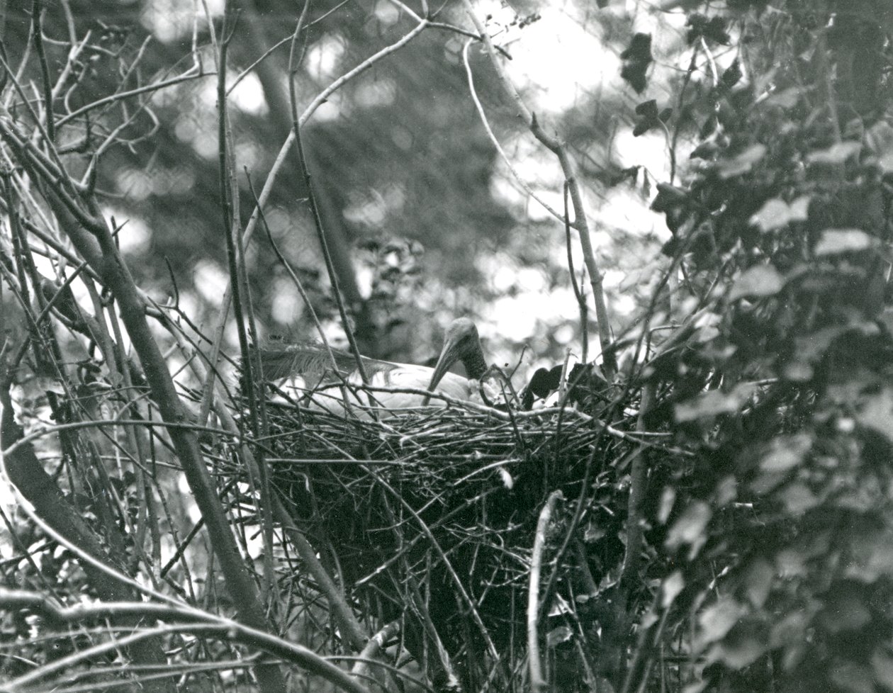 Un Ibis Sentado en su Nido en el Zoológico de Londres en 1924 de Frederick William Bond