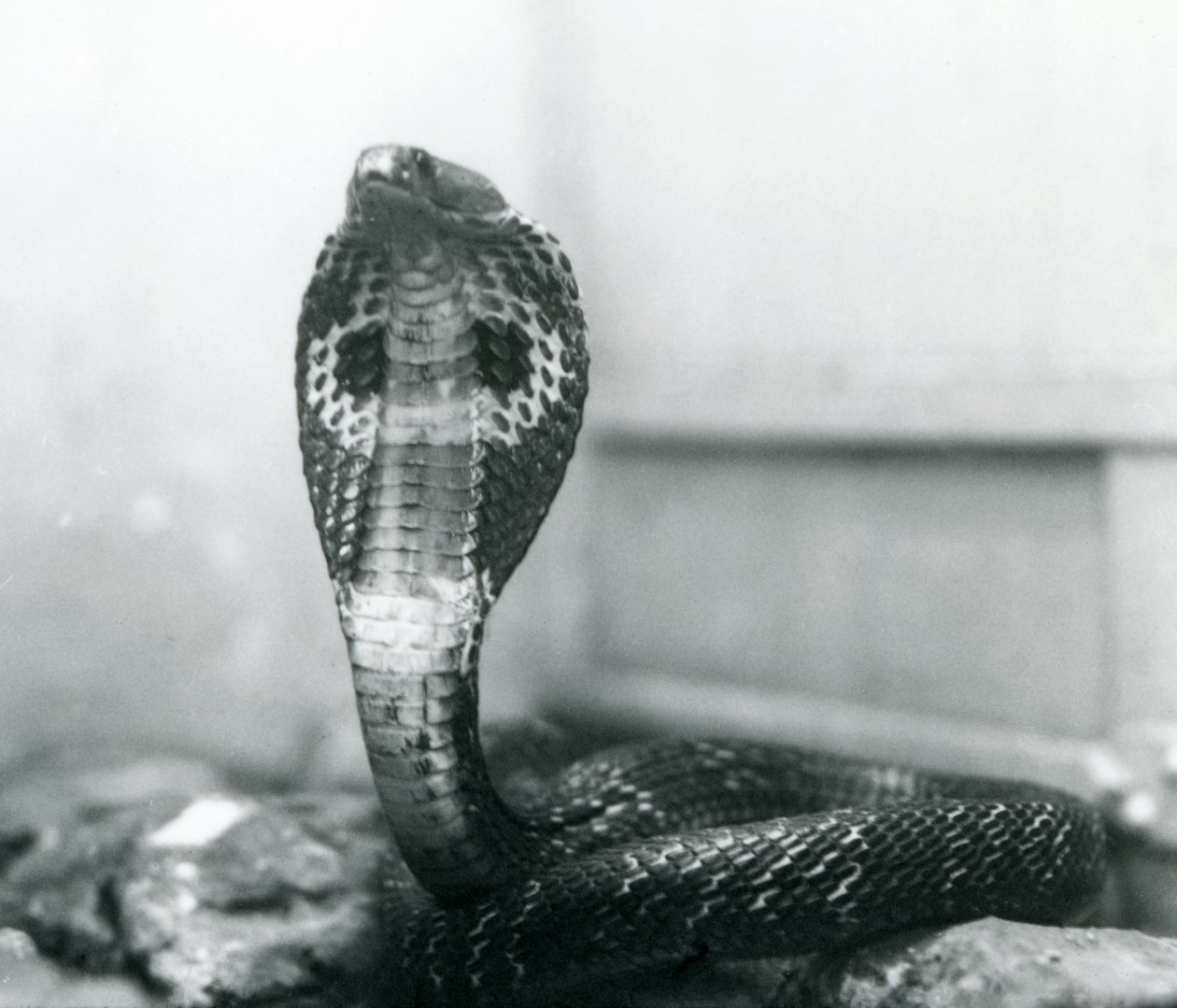 Una cobra india con cabeza levantada y capucha expandida, Zoológico de Londres, octubre de 1925 de Frederick William Bond