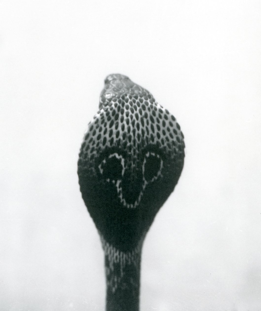 Una cobra india con cabeza levantada y capucha expandida, Zoológico de Londres, octubre de 1925 de Frederick William Bond