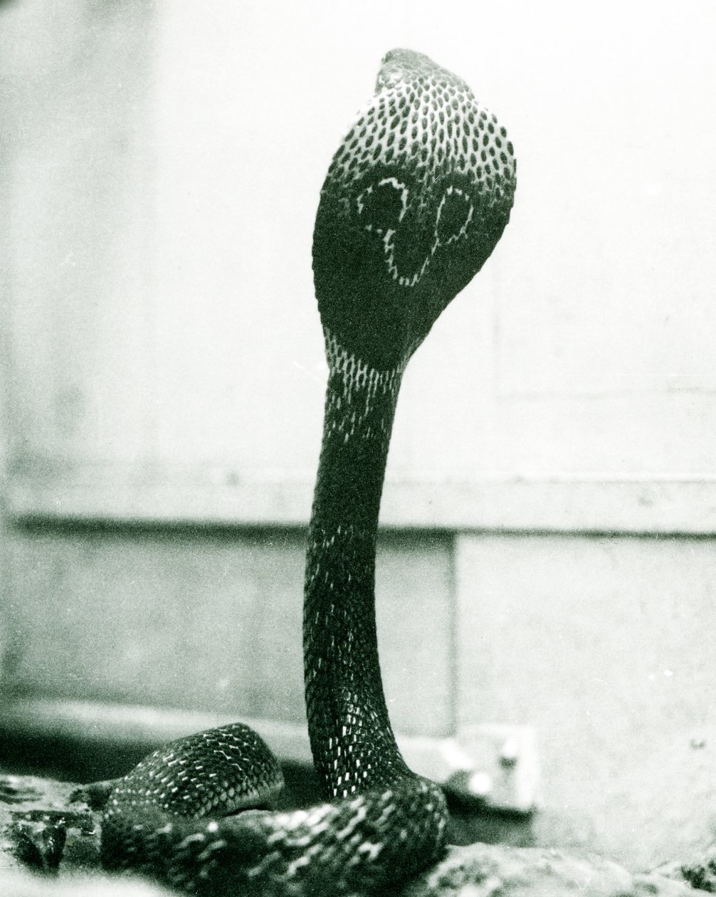 Una cobra india con cabeza levantada y capucha expandida, Zoológico de Londres, octubre de 1925 de Frederick William Bond