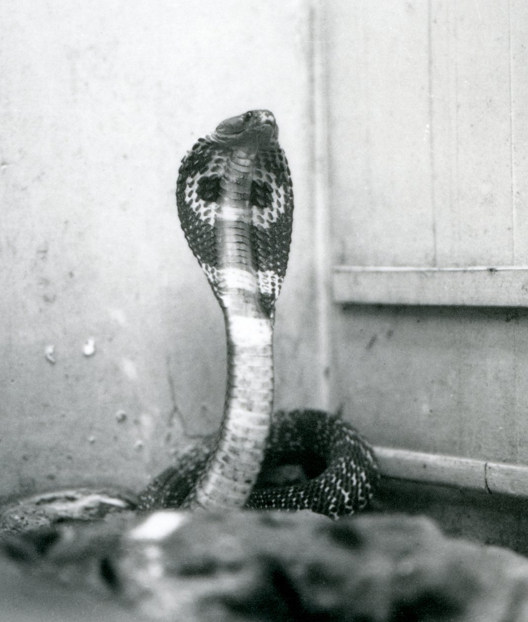 Una cobra india con cabeza levantada y capucha expandida, Zoológico de Londres, octubre de 1925 de Frederick William Bond