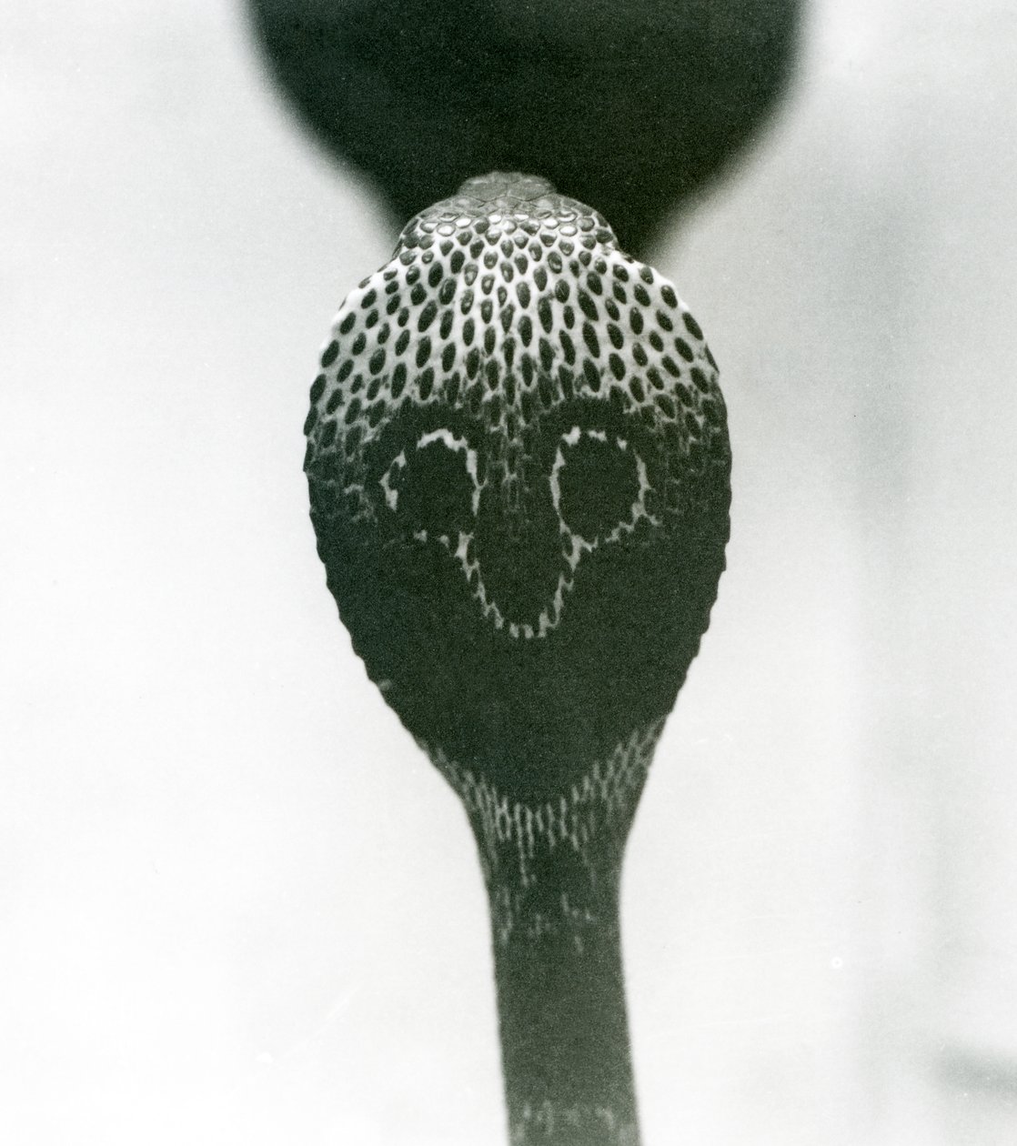 Una cobra india con cabeza levantada y capucha expandida, Zoológico de Londres, octubre de 1925 de Frederick William Bond
