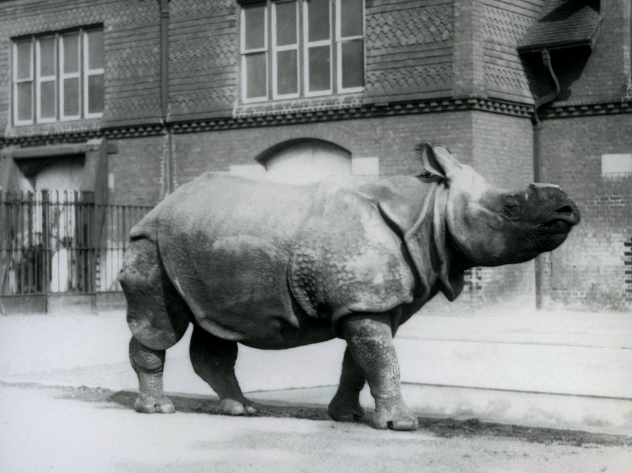 Un rinoceronte indio en el Zoológico de Londres, 1927 de Frederick William Bond
