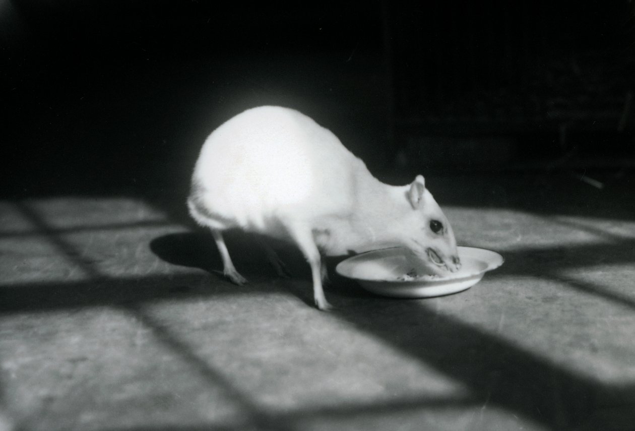 Chevrotain albino comiendo de un plato, Zoológico de Londres, diciembre de 1926 de Frederick William Bond