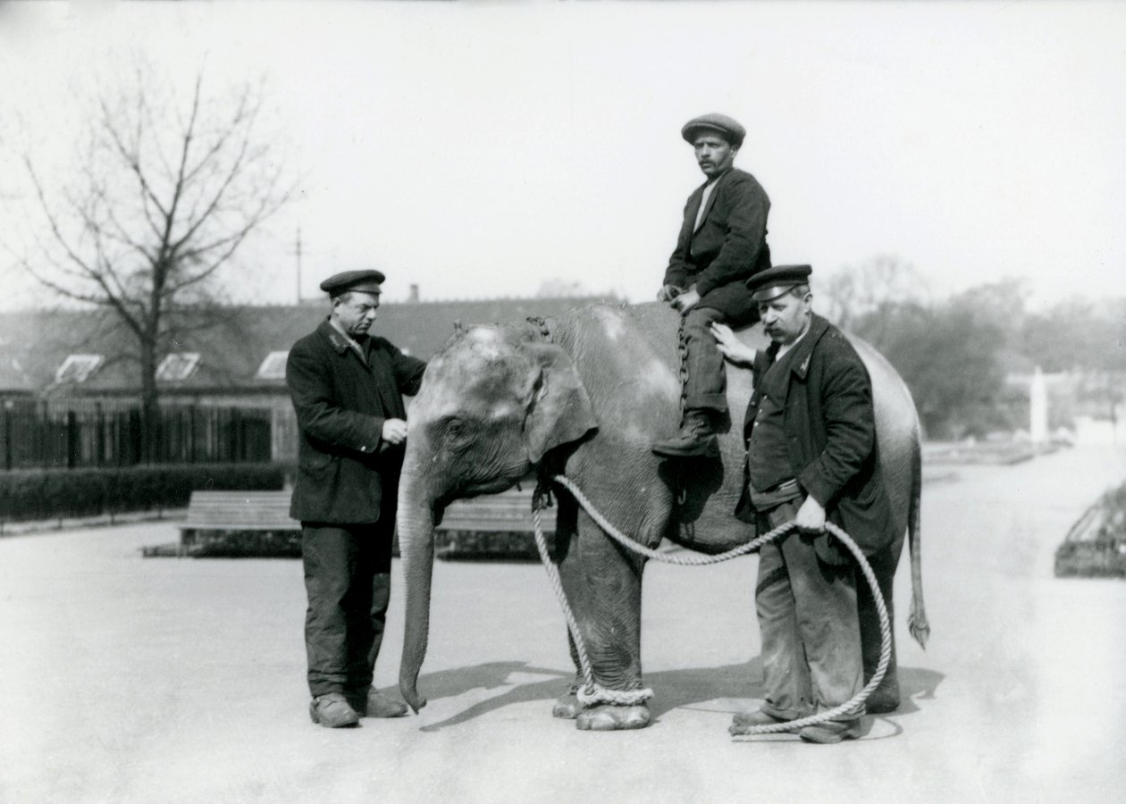 Un elefante indio bebé con los cuidadores A. Church y H. Robertson en el Zoológico de Londres, junio de 1922 de Frederick William Bond
