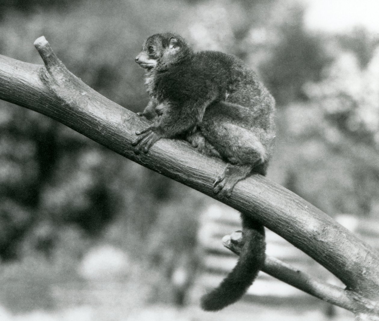 Un lémur gigante de Coquerel en peligro de extinción/lémur enano de Coquerel/lémur gigante del sur, descansando en una rama en el zoológico de Londres, octubre de 1929 de Frederick William Bond