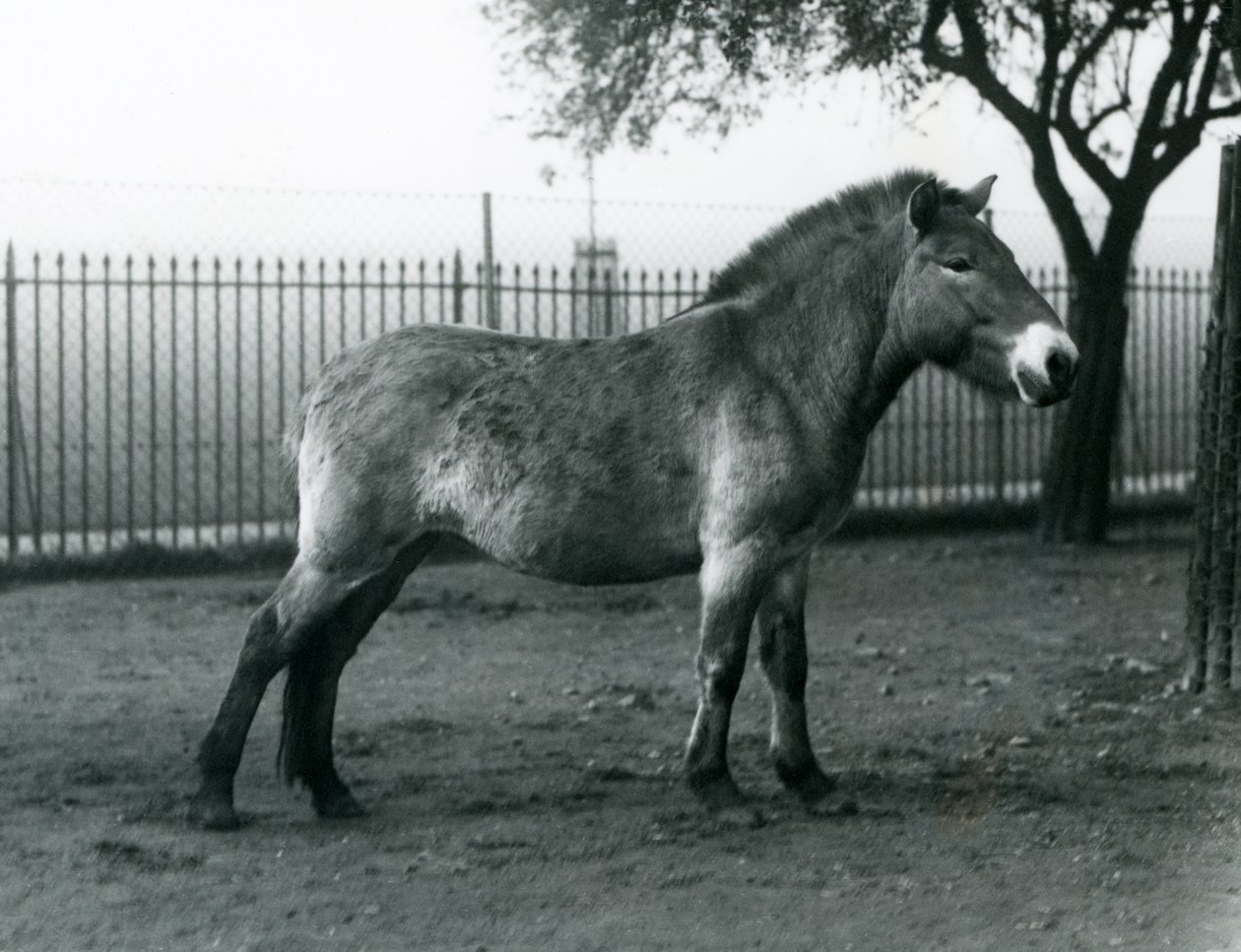 Un caballo salvaje de Przewalski en peligro de extinción de pie en su corral en el Zoológico de Londres, octubre de 1927 de Frederick William Bond