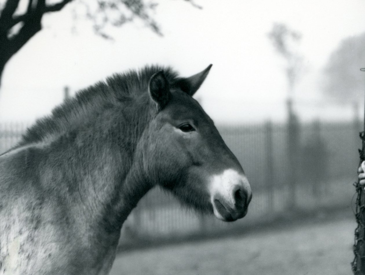 Un caballo salvaje de Przewalski en peligro de extinción de pie en su corral en el Zoológico de Londres, octubre de 1927 de Frederick William Bond