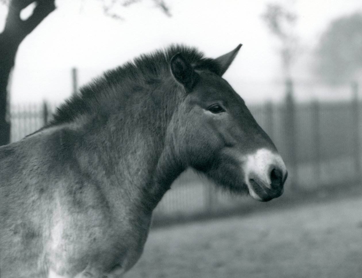 Un caballo salvaje de Przewalski en peligro de extinción de pie en su corral en el Zoológico de Londres, octubre de 1927 de Frederick William Bond