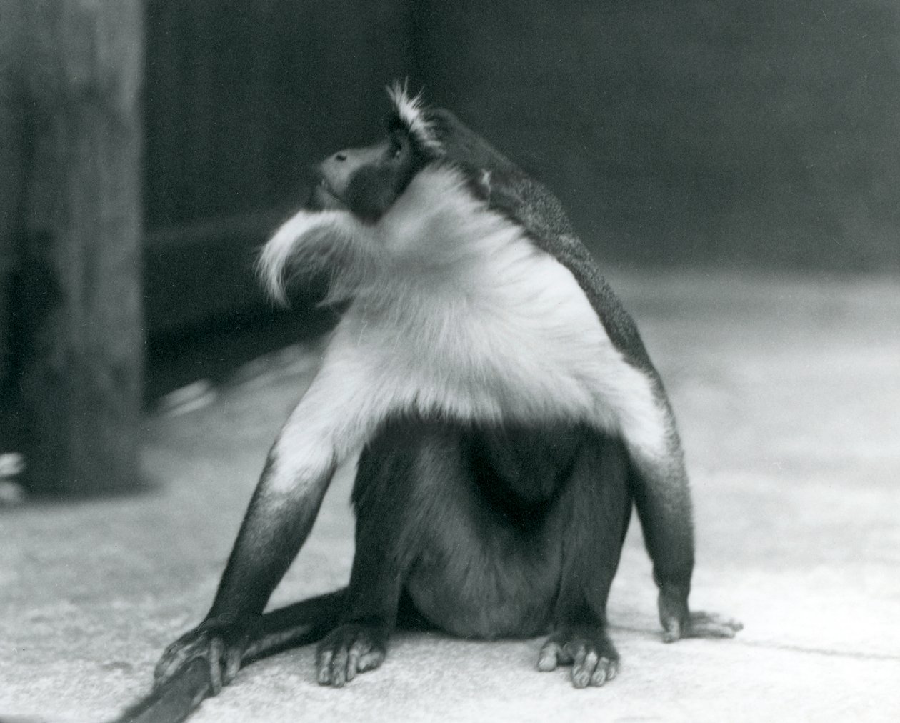 Un mono Roloway en peligro de extinción sentado en el suelo, mirando hacia arriba, mientras sostiene su cola, Zoológico de Londres, 1927 de Frederick William Bond