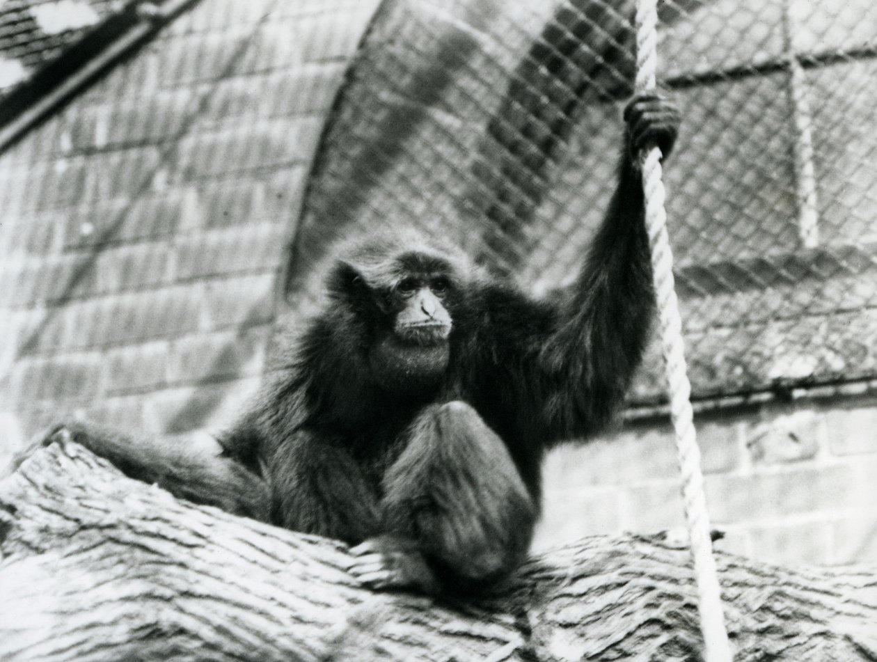 Un Gibón Siamang en Peligro sentado en un tronco, sosteniendo una cuerda, Zoológico de Londres, 1927 de Frederick William Bond