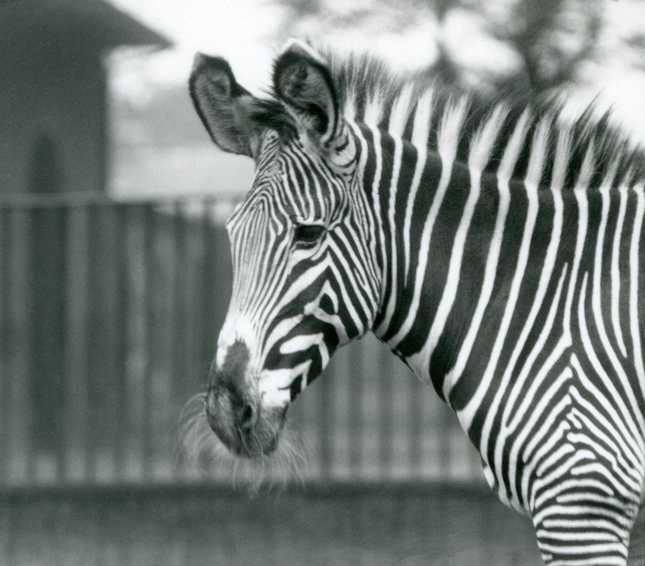 Una hembra/jenny de cebra de Grevy en peligro de extinción, Zoológico de Londres, julio de 1926 de Frederick William Bond