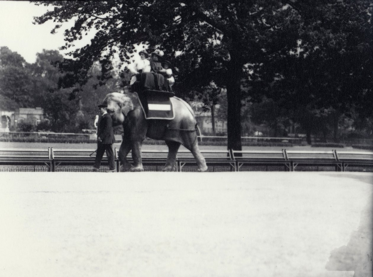 Elefante asiático 