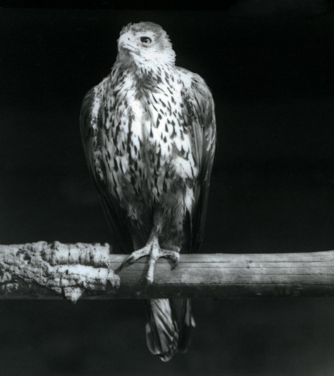 Águila de Bonelli descansando en una rama en el Zoológico de Londres, septiembre de 1925 de Frederick William Bond
