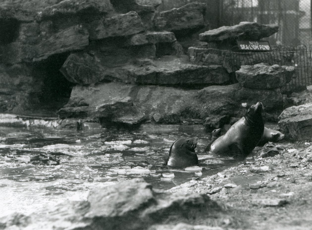 Leones Marinos de California con hielo en su piscina, Zoológico de Londres de Frederick William Bond