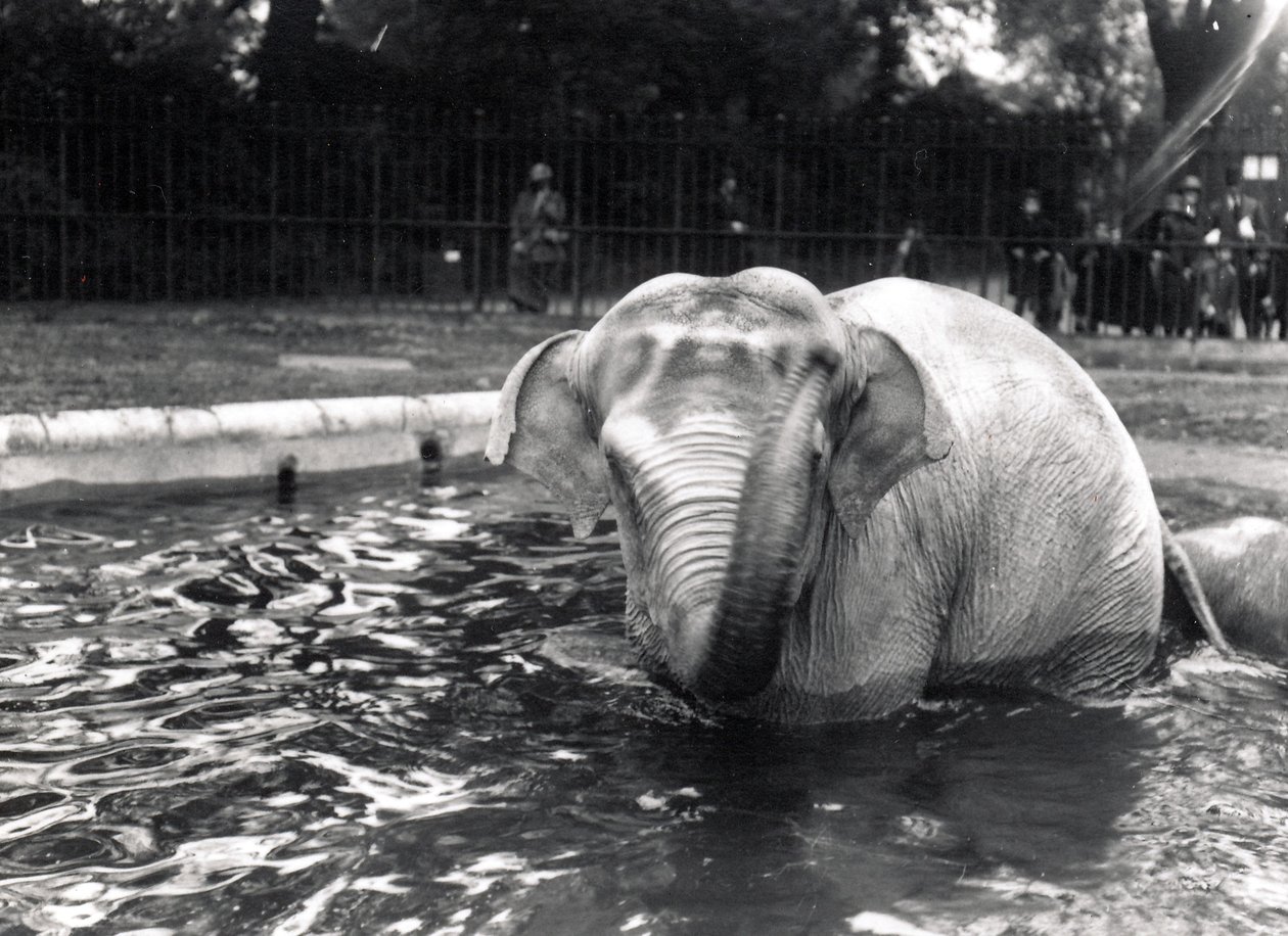 Elefante bañándose de Frederick William Bond