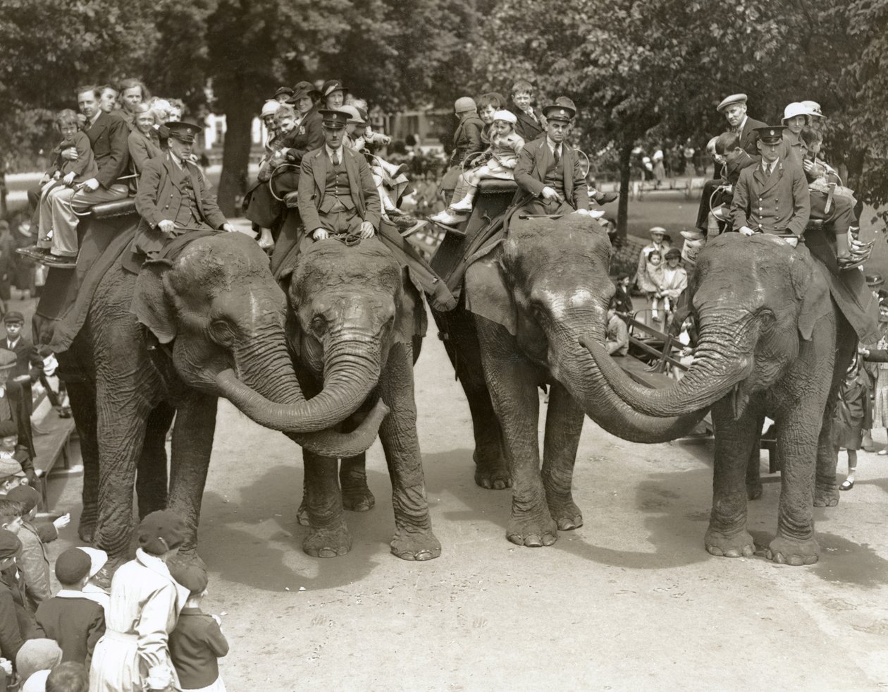 Paseos en elefante en el Zoológico de Londres, julio de 1936 de Frederick William Bond