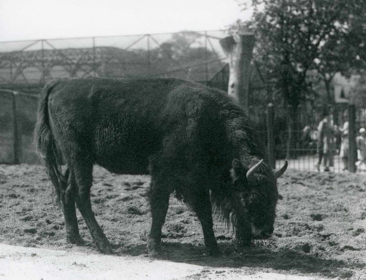 Bisonte europeo Julia comiendo hierba en su recinto, Zoológico de Londres, 12 de agosto de 1926 de Frederick William Bond