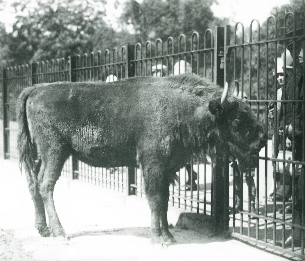 Bisonte europeo 