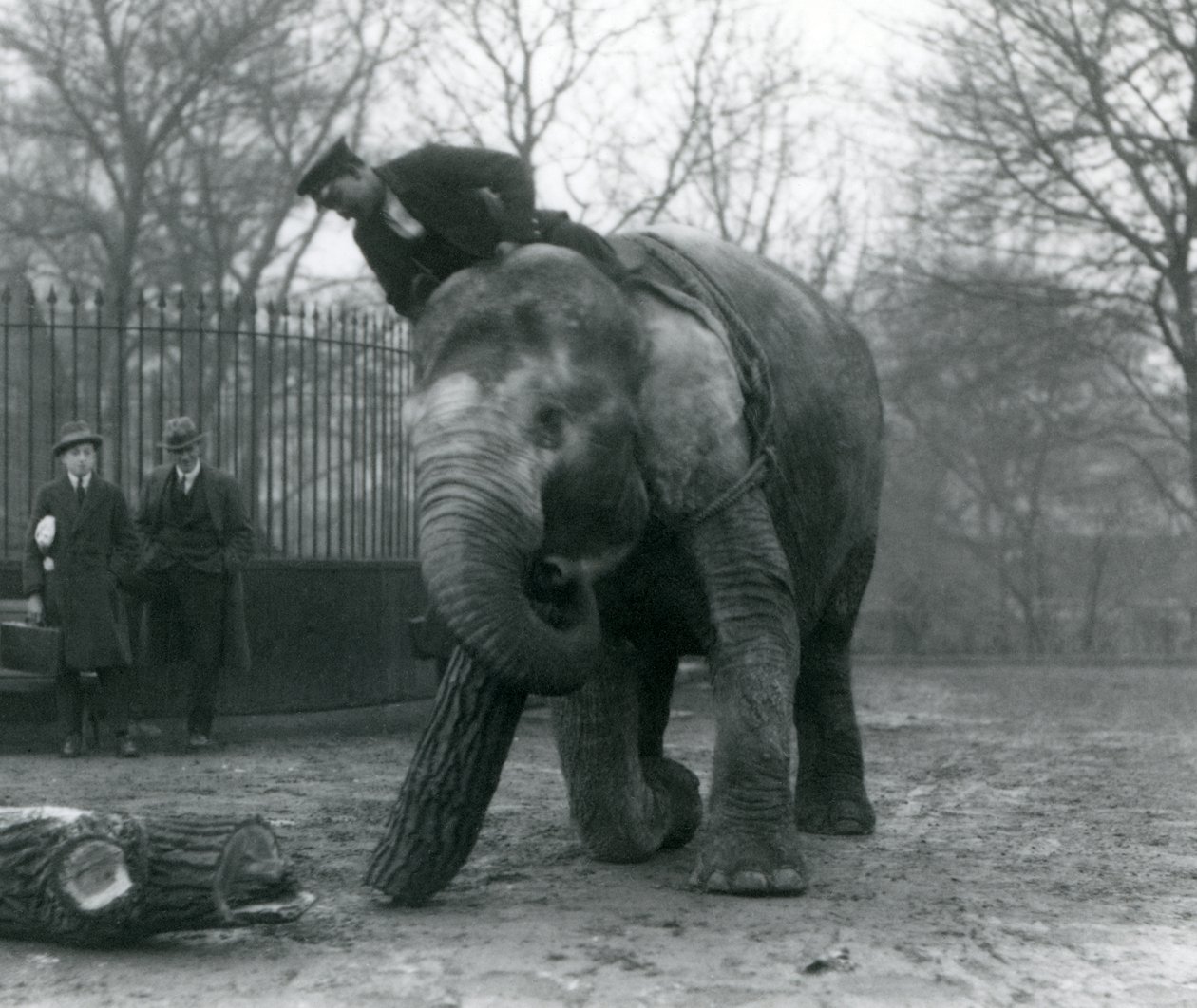 Elefante asiático hembra, 