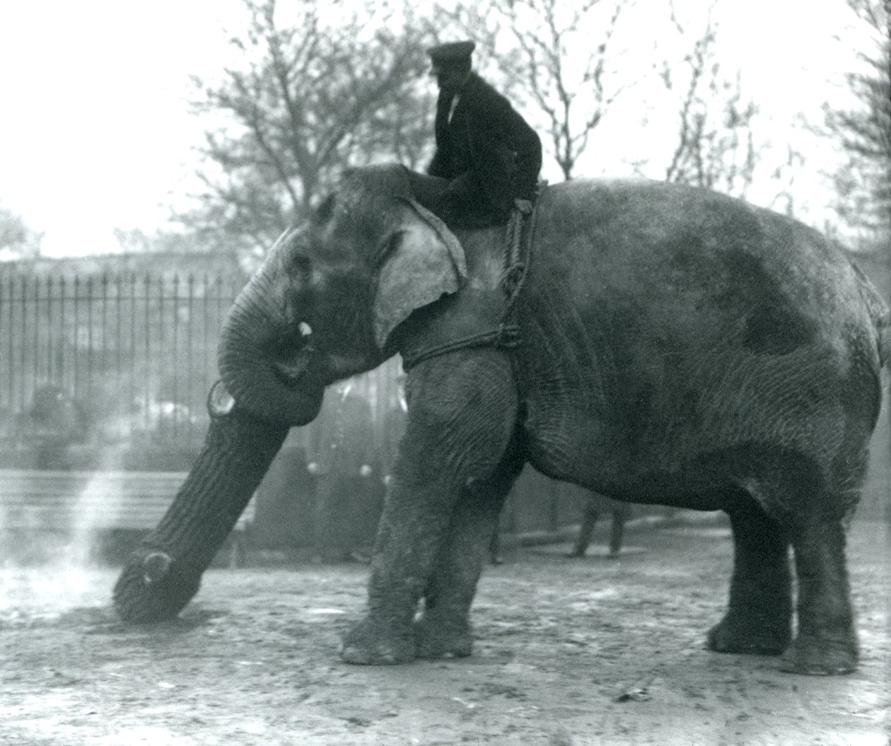 Elefante asiático hembra, Indiarani, moviendo madera con su trompa, mientras su cuidador se sienta en su espalda dirigiéndola, Zoológico de Londres, 1925 de Frederick William Bond