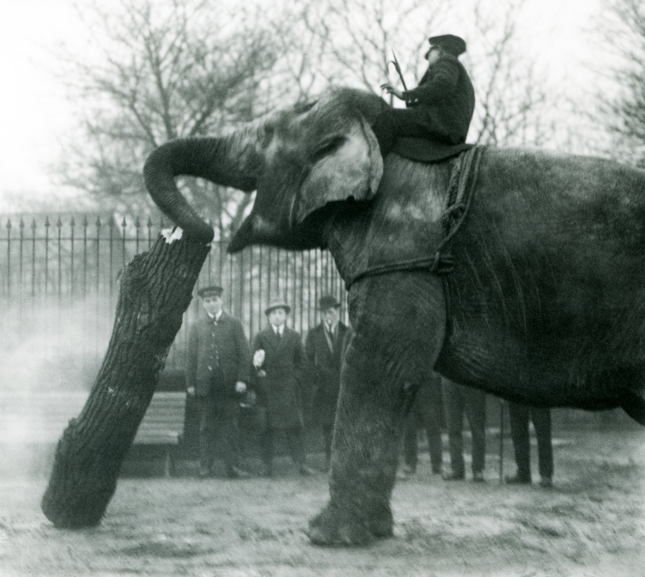 Elefante asiático hembra, Indiarani, moviendo madera con su trompa, mientras su cuidador se sienta en su espalda dirigiéndola, Zoológico de Londres, 1925 de Frederick William Bond