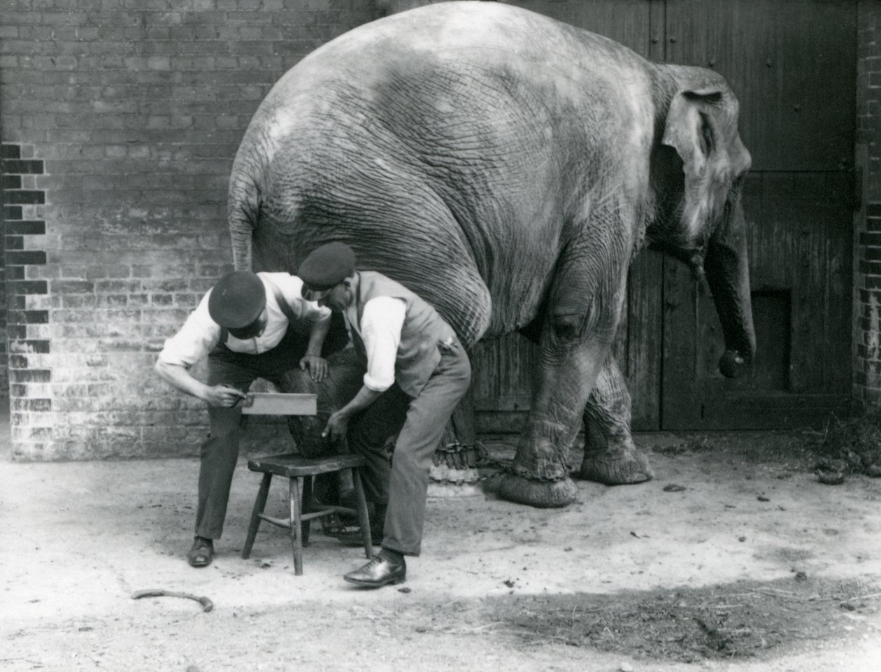 Elefante Asiático Hembra Sundermalah teniendo sus pies recortados por sus cuidadores en el Zoológico de Londres, agosto de 1926 de Frederick William Bond