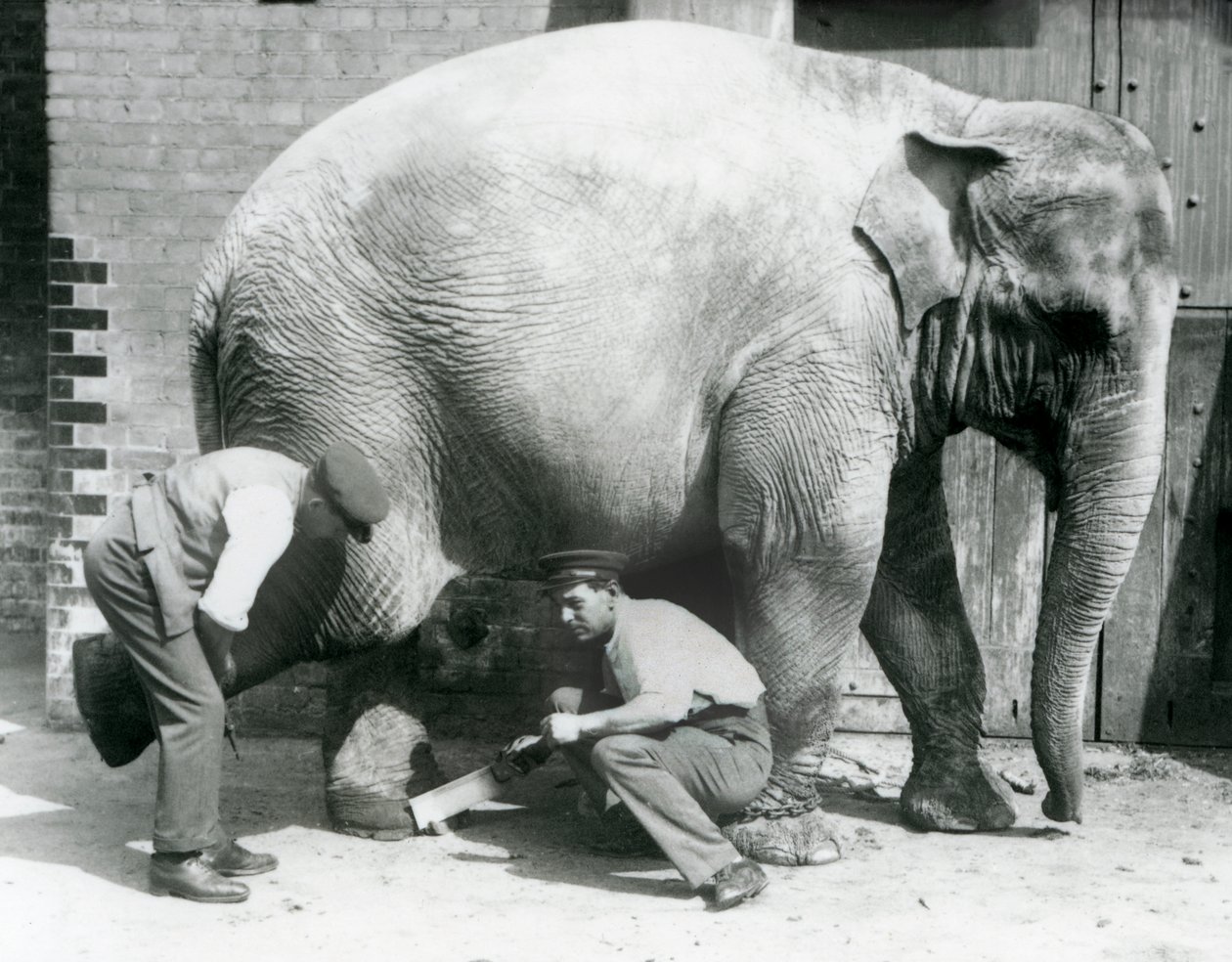 Elefante Asiático Hembra Sundermalah teniendo sus pies recortados por sus cuidadores en el Zoológico de Londres, agosto de 1926 de Frederick William Bond