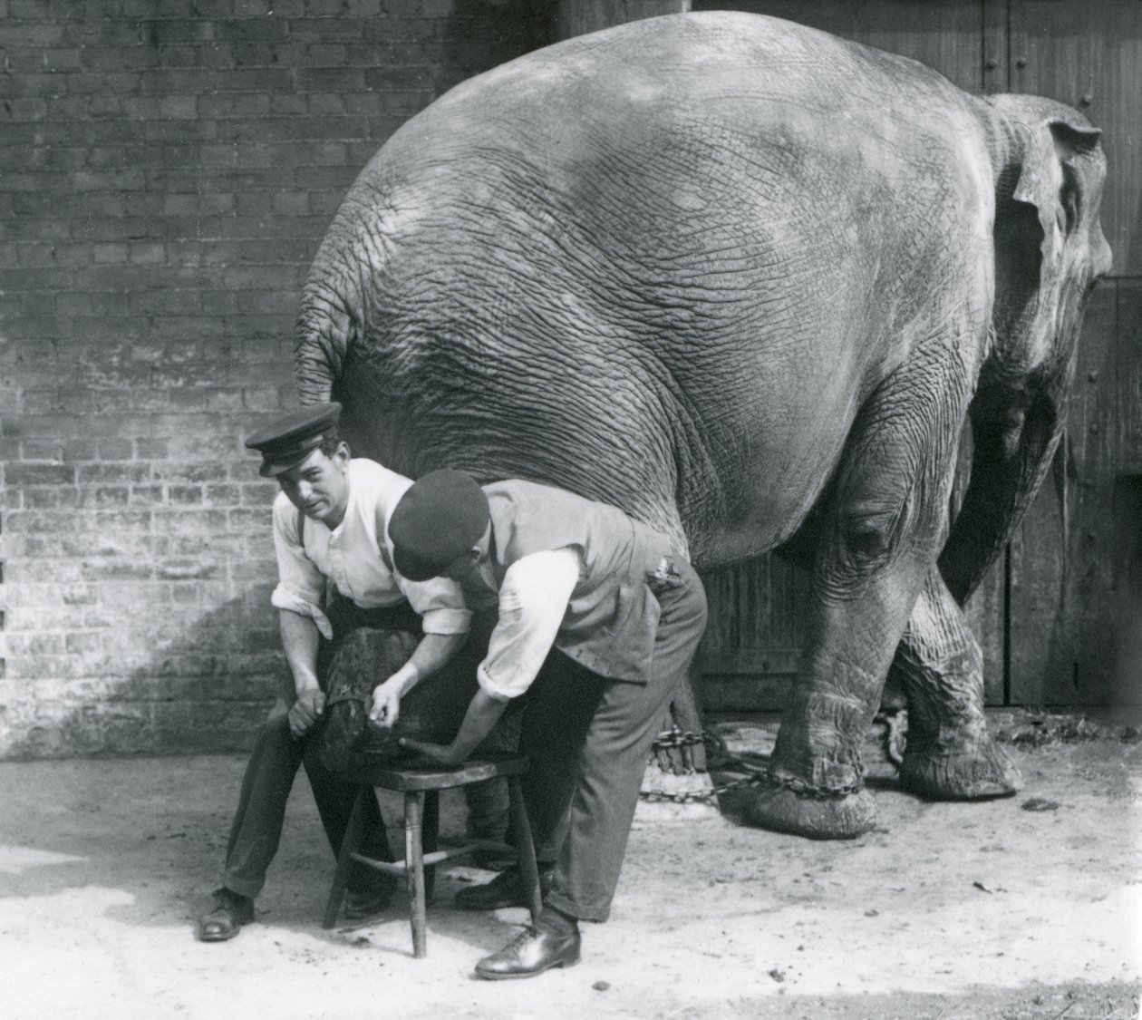 Elefante Asiático Hembra teniendo sus pies recortados por sus cuidadores en el Zoológico de Londres, agosto de 1926 de Frederick William Bond