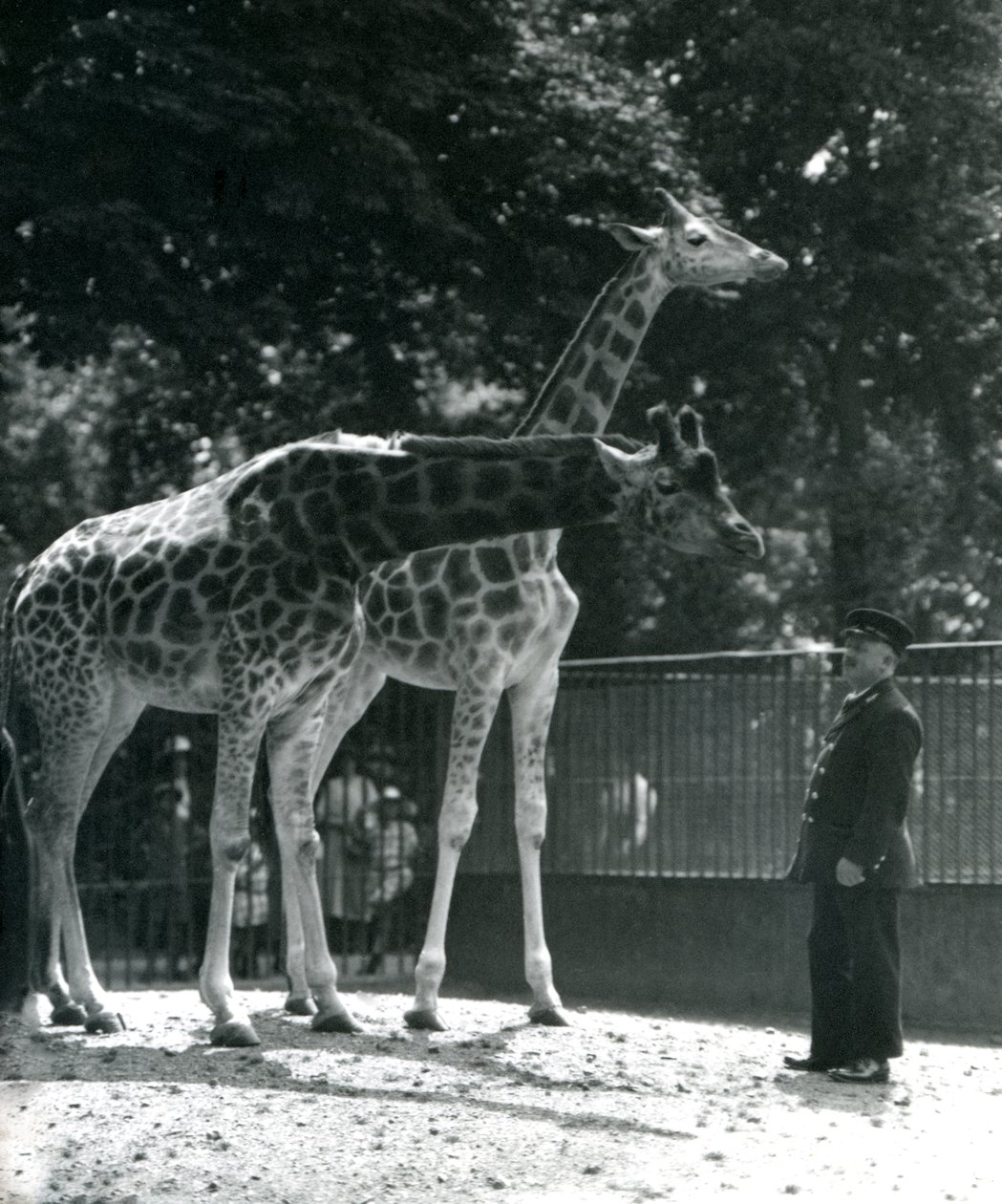 Jirafas hembras Maud y Maggie, con el cuidador Ernie Profesor Bowman, zoológico de Londres, julio de 1924 de Frederick William Bond