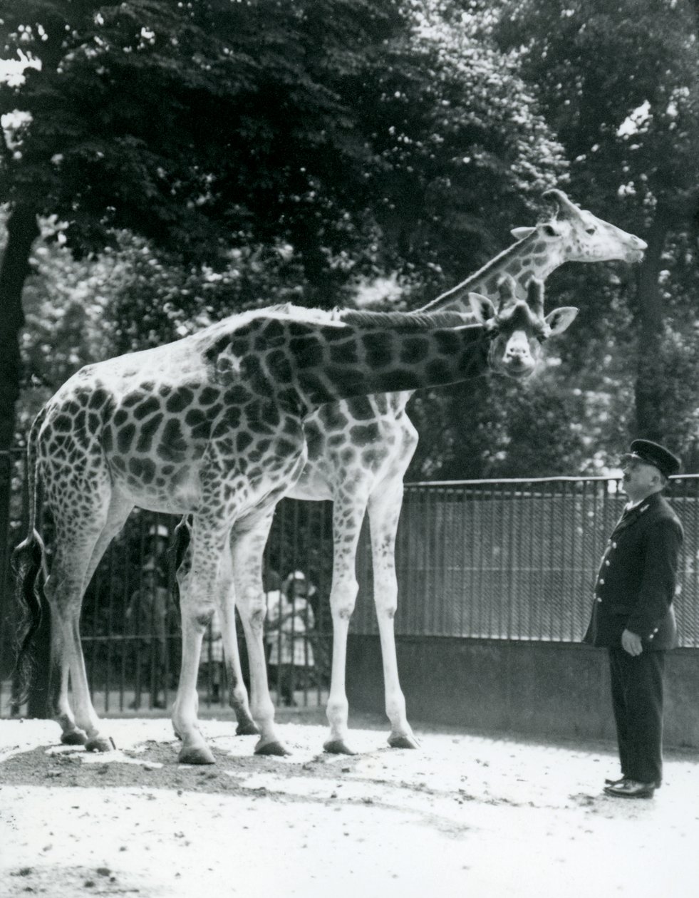 Jirafas hembras Maud y Maggie, con el cuidador Ernie Profesor Bowman, zoológico de Londres, julio de 1924 de Frederick William Bond