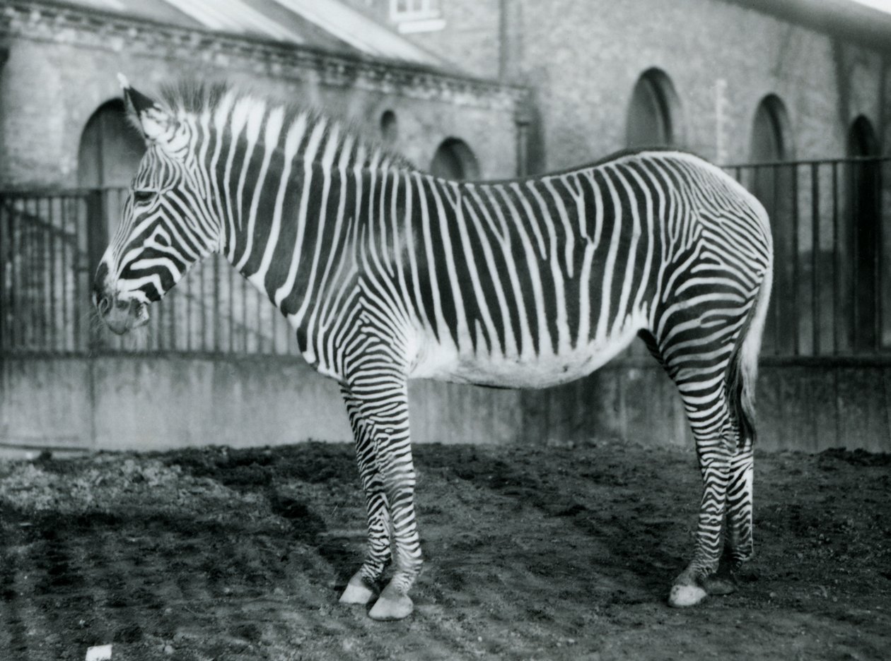 Cebra de Grevy hembra, o cebra imperial, Jennie de pie en su corral en el zoológico de Londres, 1927 de Frederick William Bond