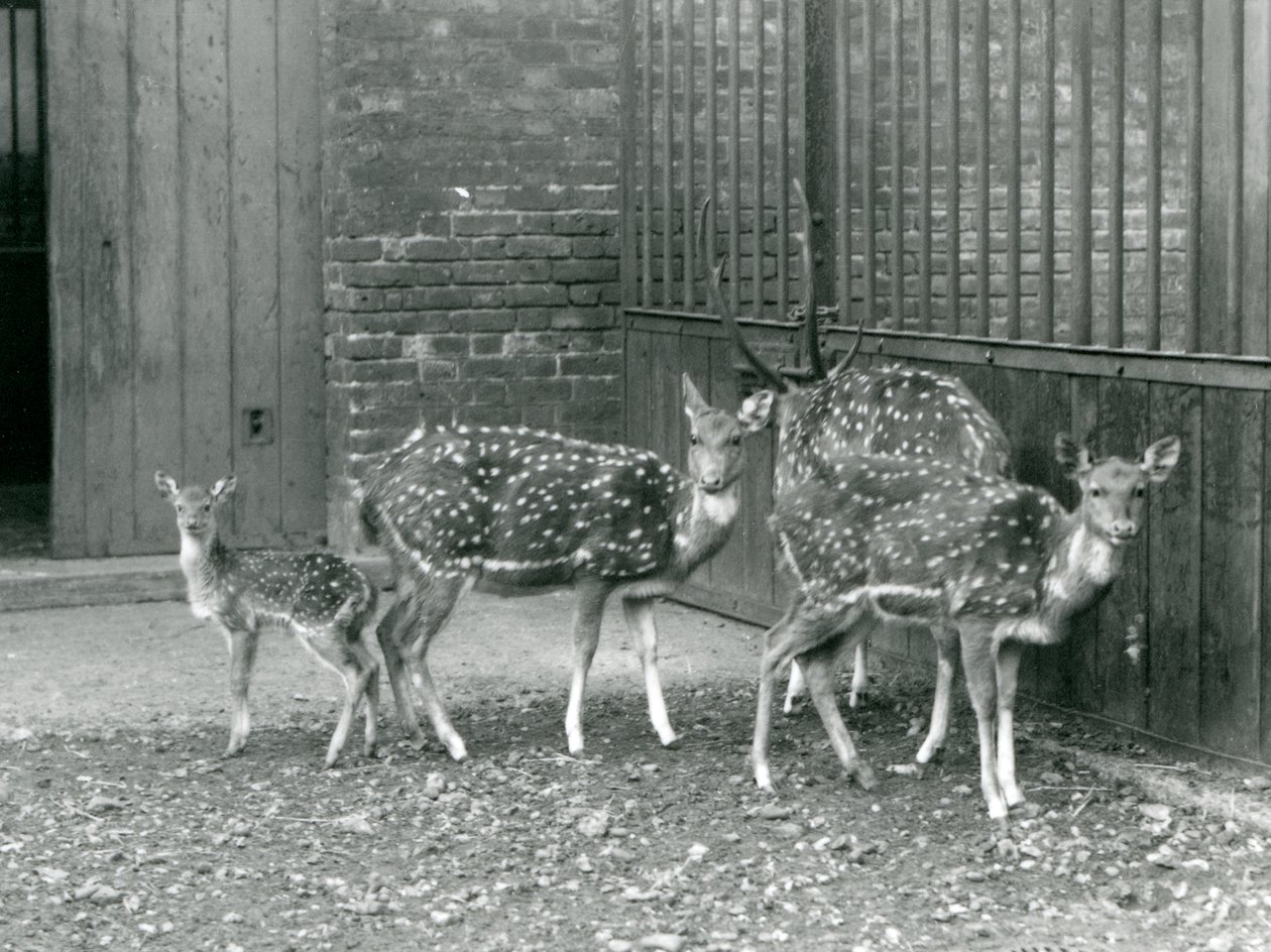 Cuatro ciervos Axis, incluyendo un macho con astas y un cervatillo, en el zoológico de Londres en 1926 de Frederick William Bond