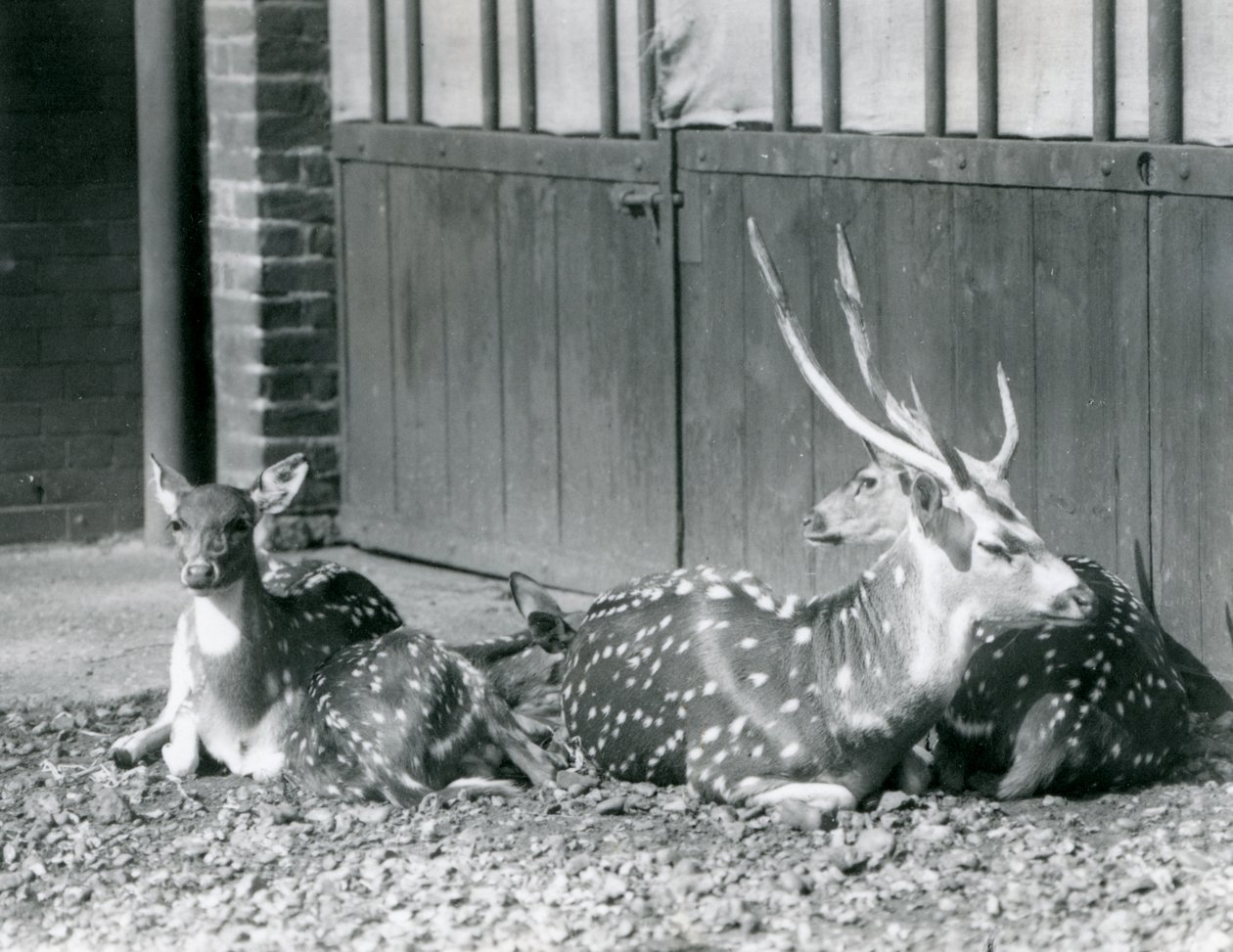 Cuatro ciervos axis, incluyendo un macho con astas, en el Zoológico de Londres en 1924 de Frederick William Bond