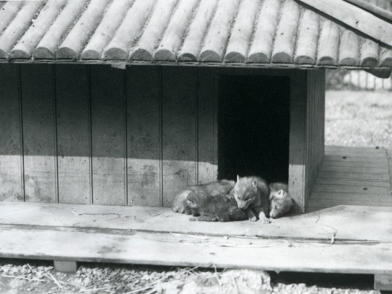 Cuatro cachorros de Coyote descansando en la entrada de su guarida/perrera de madera, Zoológico de Londres de Frederick William Bond