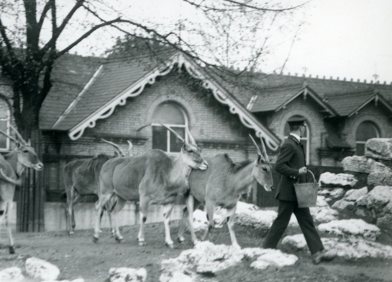 Cuatro Eland siguen a su cuidador, a la hora de la alimentación, en el paddock fuera de la Casa de los Antílopes, Zoológico de Londres, junio de 1925 de Frederick William Bond