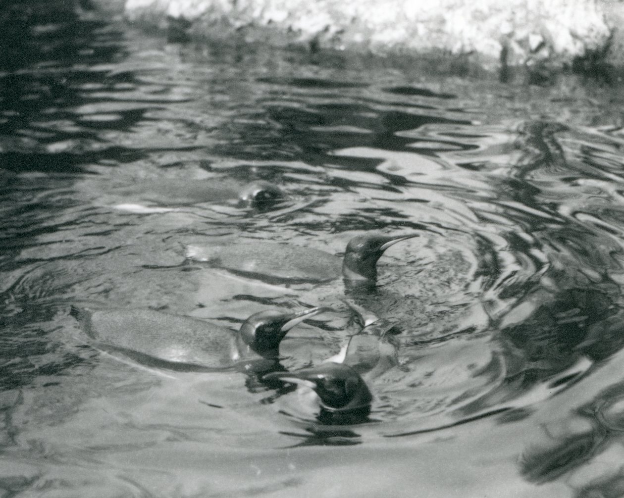 Cuatro pingüinos rey nadando en su piscina en el Zoológico de Londres, junio de 1927 de Frederick William Bond